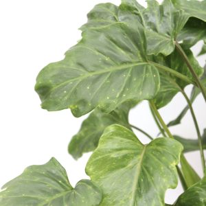 Philodendron selloum ‘Little Hope’