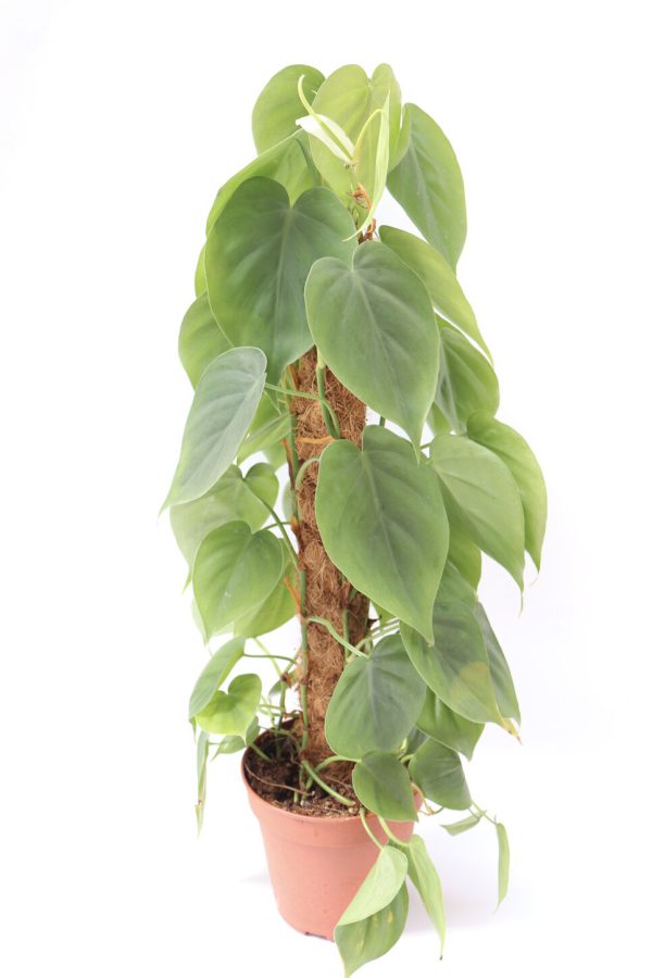 Philodendron scandens - Image 4