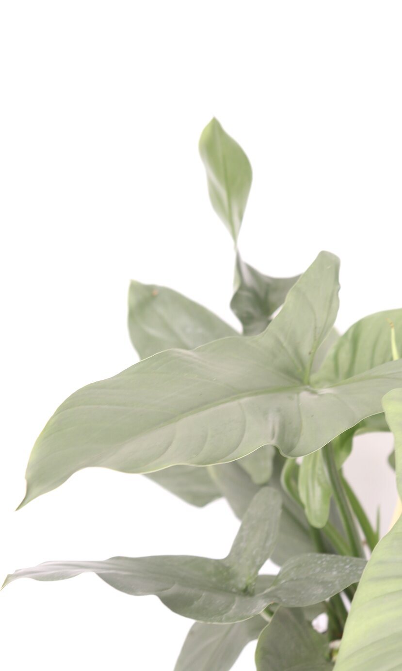 Philodendron hastatum 'Grey' - Planthiza