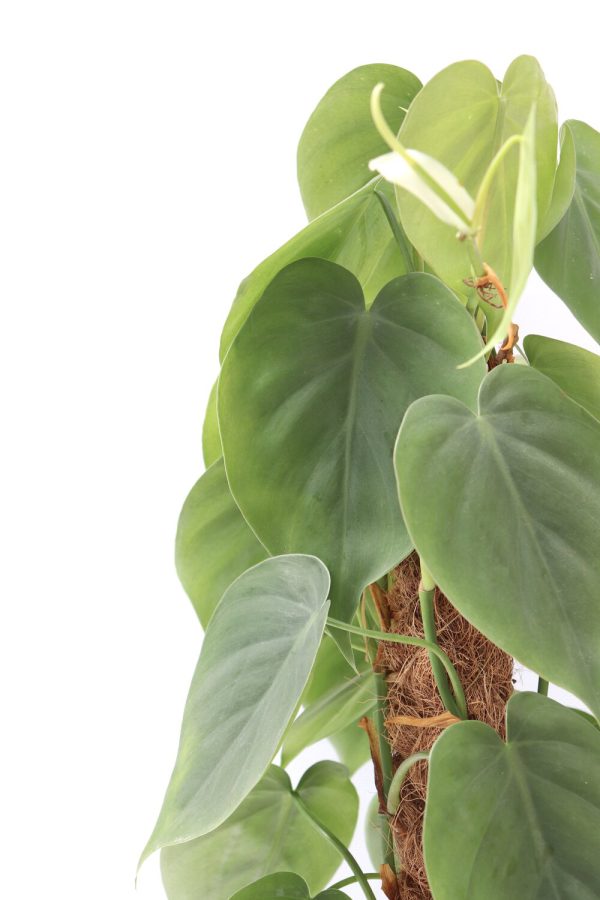 Philodendron scandens