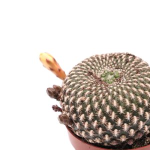 Rebutia marsoneri