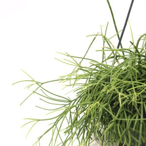 Rhipsalis heteroclada