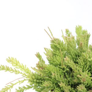 Rhipsalis mesembryanthemoides