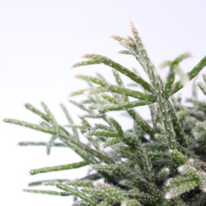 Rhipsalis policarpa