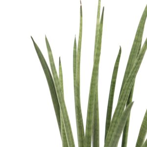 Sansevieria cylindrica 'Spikes'