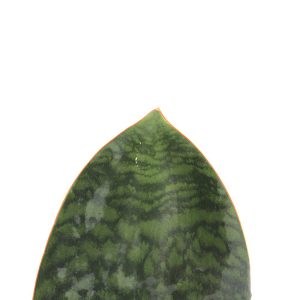 Sansevieria masoniana 'Victoria'