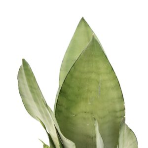 sansevieria-moonshine-planthiza-espada-de-são-jorge