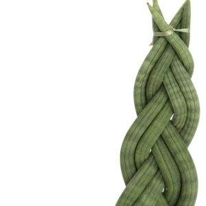 Sansevieria cylindrica 'Braid'