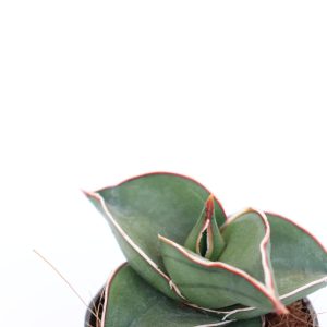 Sansevieria ehrenbergii ‘Samurai Dwarf'