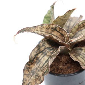 Sansevieria kirkii ‘Pulchra Coppertone’