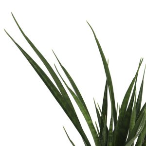 Sansevieria kirkii 'Friends'