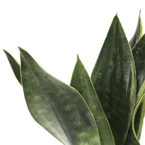 Sansevieria trifasciata 'Diamond flame'