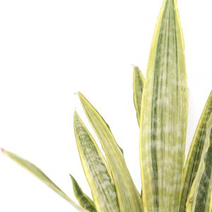 Sansevieria trifasciata 'Oslo'