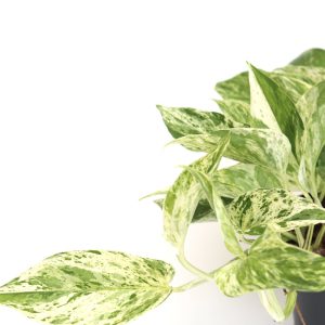 Epipremnum aureum 'Marble Queen'