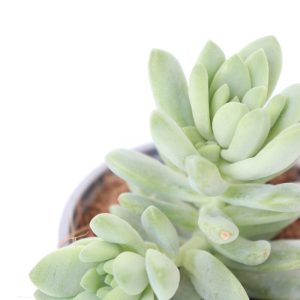 Sedum morganianum 'Blue Brasil'