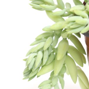 Sedum morganianum 'Green Star'