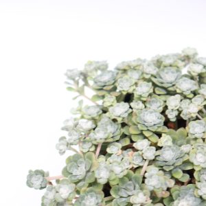 Sedum spathulifolium 'Cape Blanco'