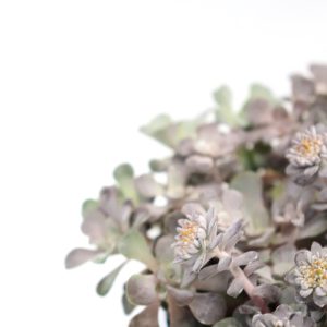 Sedum spathulifolium 'Purpureum'