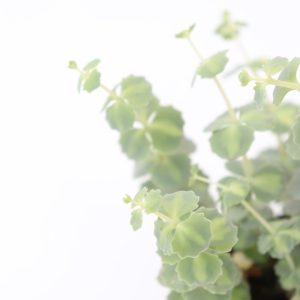 Sedum mediovariegatum