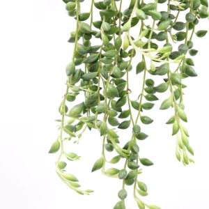 Senecio herreianus