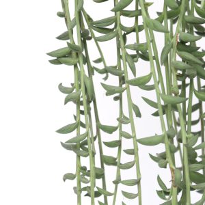Senecio radicans 'String of Bananas'