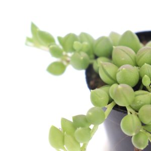 Senecio rowleyanus