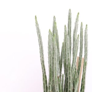 Senecio stapeliaeformis
