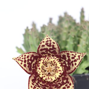 Stapelia variegata