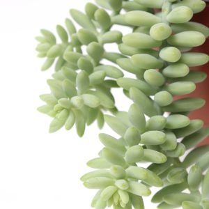 sedum-morganianum-burrito-zoom
