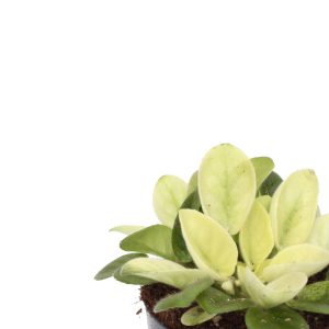 Saintpaulia 'Golden'