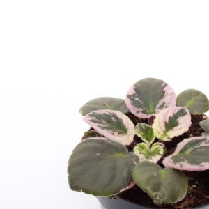 Saintpaulia 'Hovariagata'