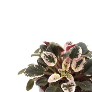 Saintpaulia 'Jolie Madame'