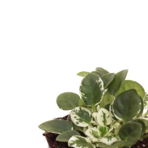 Saintpaulia 'Snowdrop'