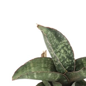 Sansevieria ‘Dragon Wing’