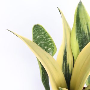 Sansevieria trifasciata 'Golden Flame'