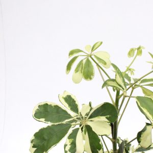 Schefflera arboricola ‘Charlotte’