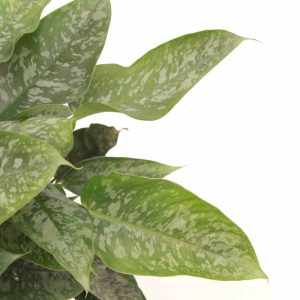 schismatoglottis_scortechinii_v12_planthiza_zoom