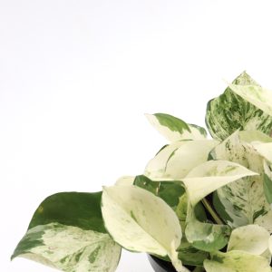 Epipremnum aureum 'Happy Leaf'