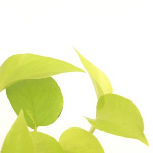 scindapsus_pinn_golden_pothos_zoom_planthiza