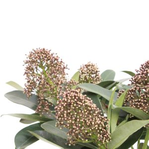 Skimmia japonica 'Smits Glorious'