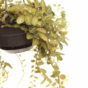 solanum_evolvulifolium_v10