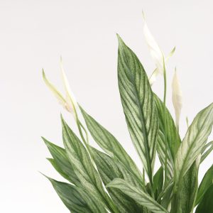 Spathiphyllum 'Silver Cupido'