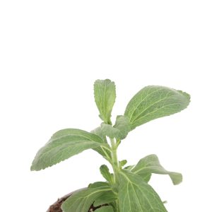 Stevia