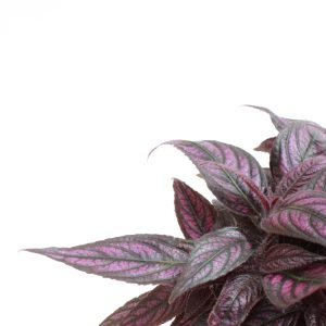 Strobilanthes dyeriana