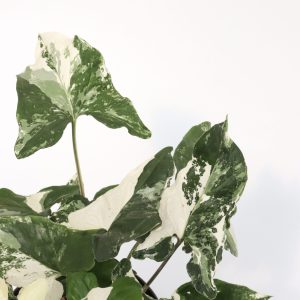 Syngonium podophyllum 'Albo Variegatum'