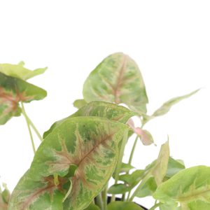 Syngonium podophyllum 'Berry'