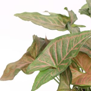 syngonium-regina-red