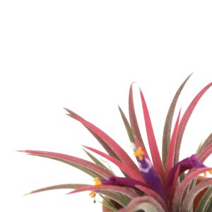 Tillandsia ionantha em terracotta