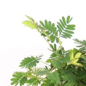 Mimosa pudica