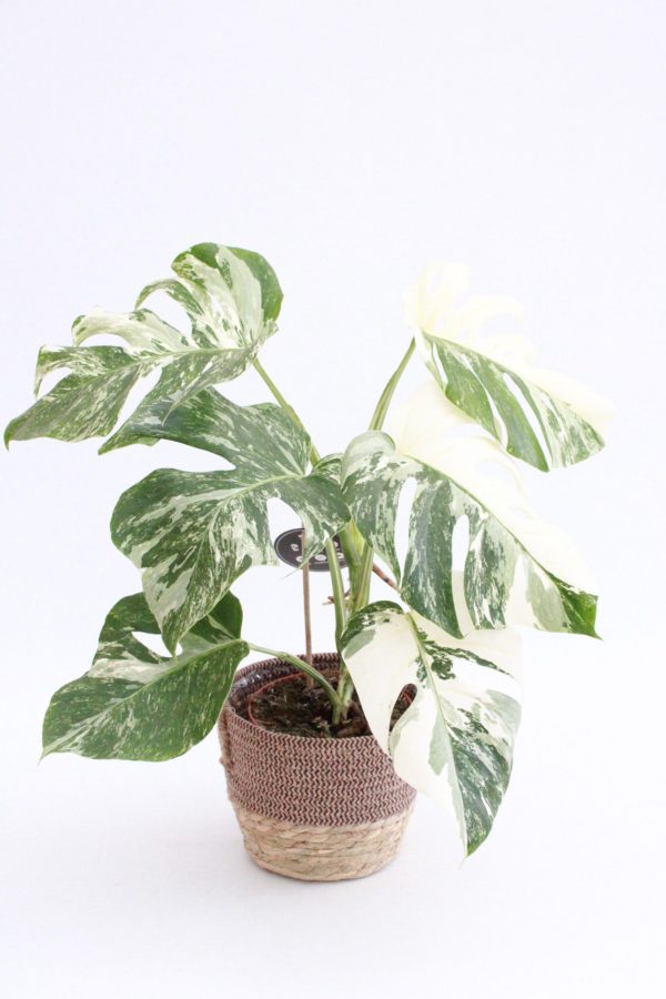 Vaso Verga | Balbeque - Image 2